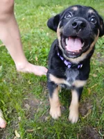 Robin, a female Bluetick Coonhound for sale in Tecumseh, MI – 2 of 4