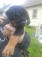 Cricket, a male Bluetick Coonhound and Golden Retriever for sale in Tecumseh, MI – 3 of 6