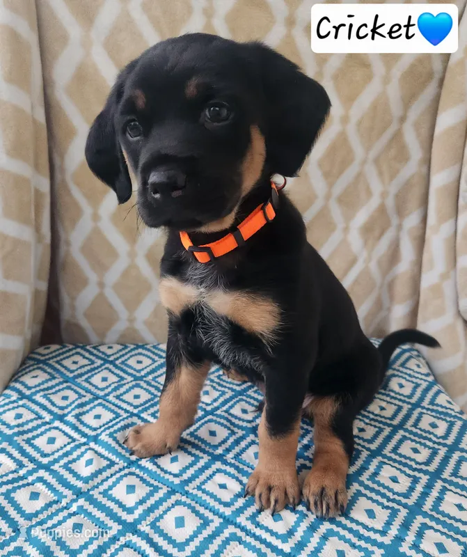 Cricket – Bluetick Coonhound, Golden Retriever puppy for sale in Tecumseh, MI