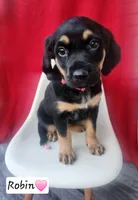 Robin, a female Bluetick Coonhound for sale in Tecumseh, MI – 1 of 4