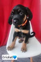Cricket, a male Bluetick Coonhound and Golden Retriever for sale in Tecumseh, MI – 2 of 6