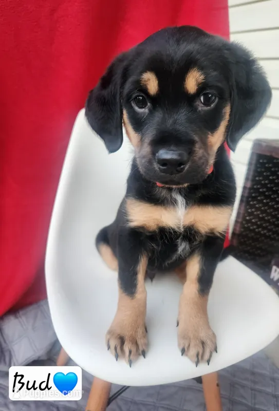 Bud – Bluetick Coonhound, Golden Retriever puppy for sale in Tecumseh, MI