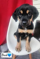 Bud, a male Bluetick Coonhound and Golden Retriever for sale in Tecumseh, MI – 1 of 3