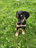 Bud, a male Bluetick Coonhound and Golden Retriever for sale in Tecumseh, MI – 3 of 3