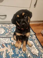 Robin, a female Bluetick Coonhound for sale in Tecumseh, MI – 3 of 4
