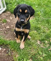 Bud, a male Bluetick Coonhound and Golden Retriever for sale in Tecumseh, MI – 2 of 3
