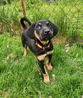 Cricket, a male Bluetick Coonhound and Golden Retriever for sale in Tecumseh, MI – 4 of 6
