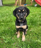 Robin, a female Bluetick Coonhound for sale in Tecumseh, MI – 4 of 4