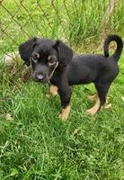 Cricket, a male Bluetick Coonhound and Golden Retriever for sale in Tecumseh, MI – 6 of 6