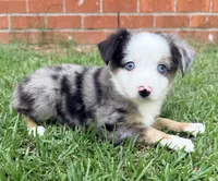Charlie, a male Toy Australian Shepherd for sale in Pensacola, FL – 1 of 5