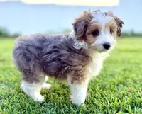 Audrey, a female Miniature Aussiedoodle for sale in Pensacola, FL – 5 of 5