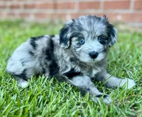 Jersey, a male Miniature Aussiedoodle for sale in Pensacola, FL – 3 of 6