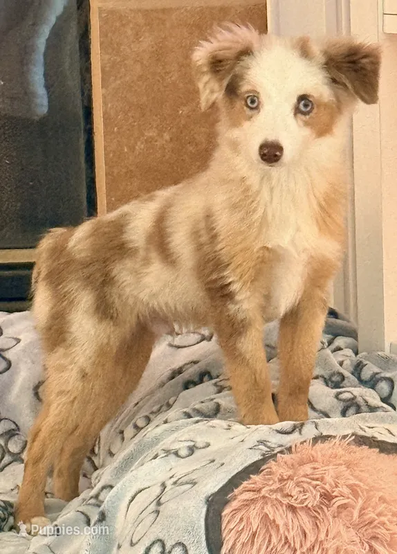 Eli – Toy Australian Shepherd puppy for sale in Pensacola, FL