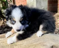 Cooper, a male Toy Australian Shepherd for sale in Pensacola, FL – 2 of 5