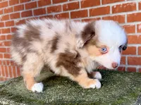 Eli, a male Toy Australian Shepherd for sale in Pensacola, FL – 2 of 6
