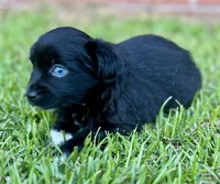 Jill Blue eyes!, a female Miniature Aussiedoodle for sale in Pensacola, FL – 2 of 4