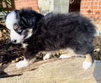 Cooper, a male Toy Australian Shepherd for sale in Pensacola, FL – 5 of 5