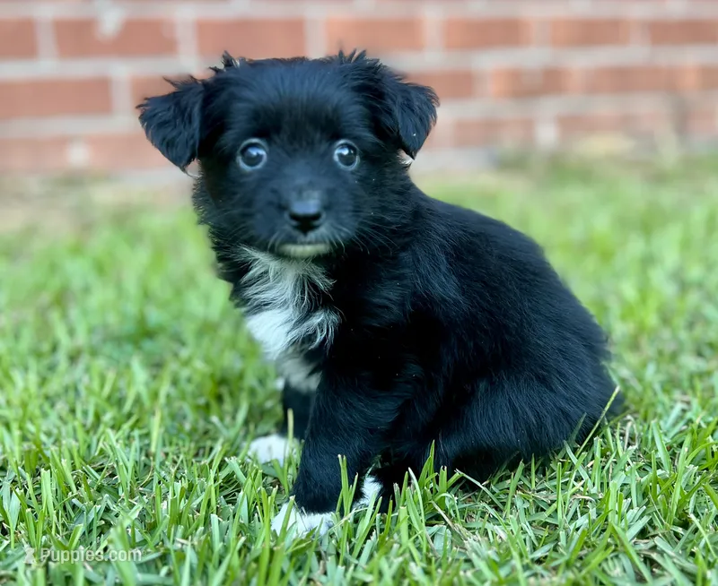 Jane – Miniature Aussiedoodle puppy for sale in Pensacola, FL