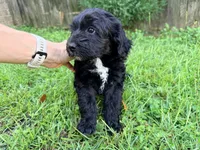 Dove, a female Sheepadoodle for sale in Pensacola, FL – 2 of 6