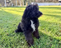 Dove, a female Sheepadoodle for sale in Pensacola, FL – 3 of 10