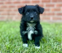 Jane, a female Miniature Aussiedoodle for sale in Pensacola, FL – 2 of 5