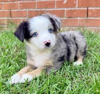 Charlie, a male Toy Australian Shepherd for sale in Pensacola, FL – 2 of 5