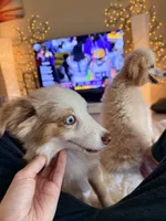 Eli, a male Toy Australian Shepherd for sale in Pensacola, FL – 4 of 10
