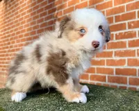 Eli, a male Toy Australian Shepherd for sale in Pensacola, FL – 4 of 6