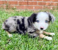 Charlie, a male Toy Australian Shepherd for sale in Pensacola, FL – 5 of 5