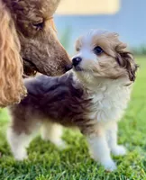 Audrey, a female Miniature Aussiedoodle for sale in Pensacola, FL – 2 of 5