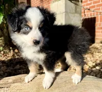 Cooper, a male Toy Australian Shepherd for sale in Pensacola, FL – 3 of 5