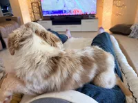 Eli, a male Toy Australian Shepherd for sale in Pensacola, FL – 7 of 10