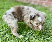 Java, a female Miniature Aussiedoodle for sale in Pensacola, FL – 5 of 5