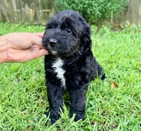Dove, a female Sheepadoodle for sale in Pensacola, FL – 5 of 6