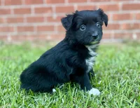Jane, a female Miniature Aussiedoodle for sale in Pensacola, FL – 5 of 5