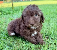 Twix Mini Sheepadoodle, a female Sheepadoodle for sale in Pensacola, FL – 2 of 6