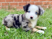 Charlie, a male Toy Australian Shepherd for sale in Pensacola, FL – 3 of 5