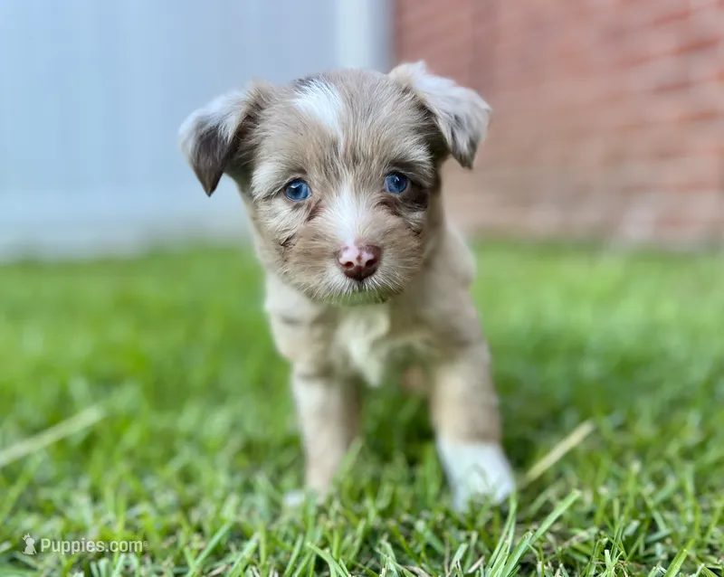 Java – Miniature Aussiedoodle puppy for sale in Pensacola, FL