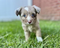 Java, a female Miniature Aussiedoodle for sale in Pensacola, FL – 1 of 5