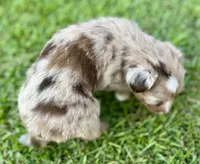 Java, a female Miniature Aussiedoodle for sale in Pensacola, FL – 2 of 5