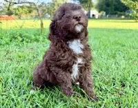 Twix Mini Sheepadoodle, a female Sheepadoodle for sale in Pensacola, FL – 4 of 6