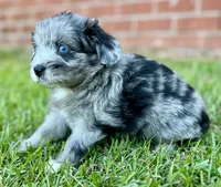Jersey, a male Miniature Aussiedoodle for sale in Pensacola, FL – 5 of 6