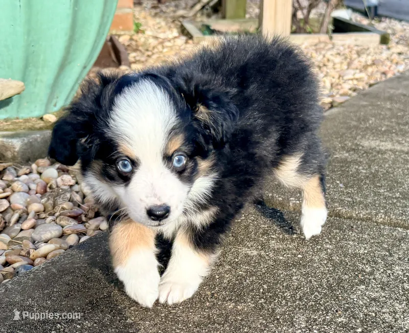 Cooper – Toy Australian Shepherd puppy for sale in Pensacola, FL