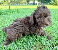 Twix Mini Sheepadoodle, a female Sheepadoodle for sale in Pensacola, FL – 6 of 6