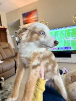 Eli, a male Toy Australian Shepherd for sale in Pensacola, FL – 5 of 10