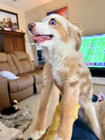 Eli, a male Toy Australian Shepherd for sale in Pensacola, FL – 8 of 10