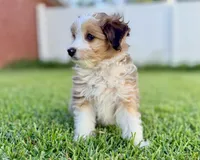 Audrey, a female Miniature Aussiedoodle for sale in Pensacola, FL – 4 of 5