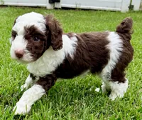 Snickers, a male Sheepadoodle for sale in Pensacola, FL – 2 of 7