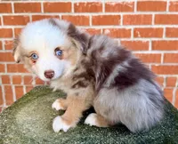 Eli, a male Toy Australian Shepherd for sale in Pensacola, FL – 1 of 6