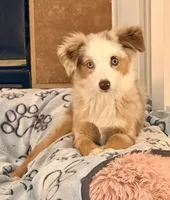Eli, a male Toy Australian Shepherd for sale in Pensacola, FL – 10 of 10
